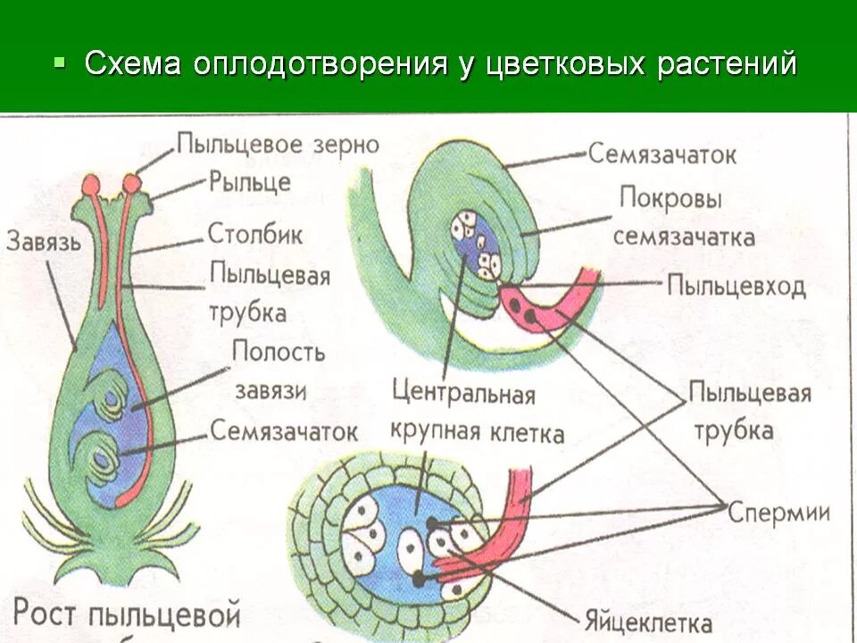 Оплодотворение покрытосеменных. Схема двойного оплодотворения у покрытосеменных растений. размножение цветкового растения схема. схема двойного оплодотворения у растений. схема полового размножения цветковых растений.