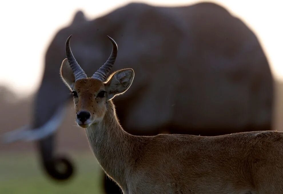 Болотный козел. Amboseli National Park. Горный болотный козёл. Кения козлы. Болотный козел из Африки.