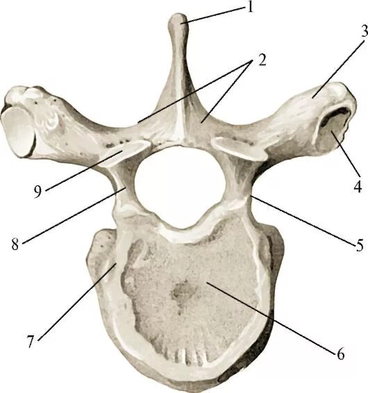 Грудной позвонок вид сбоку. Грудной позвонок строение позвонка. 8 Грудной позвонок анатомия. Анатомия Остеология позвонки.