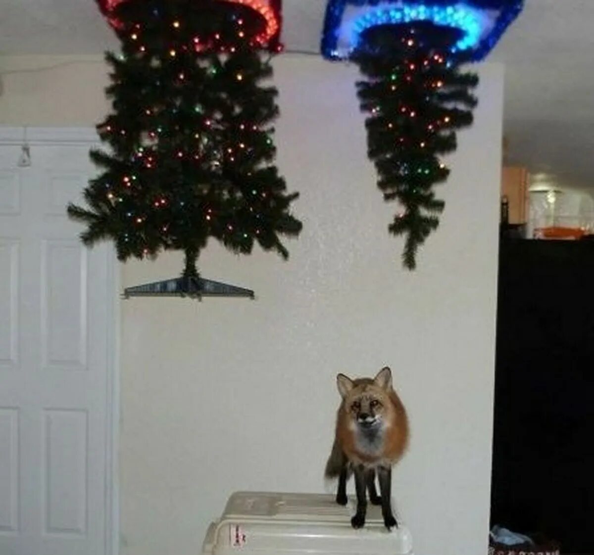Елка от котов. Елка на потолке. Елка на потолке от кота. Елка на потолке от кота. Едка на потолке от ребенка.