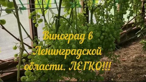 Виноград ленинградской