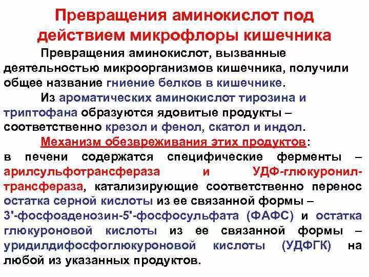 Обезвреживание бактерий слюной. Превращение аминокислот под действием микрофлоры кишечника. Гниение белков в кишечнике. Обезвреживание продуктов гниения аминокислот в кишечнике. Превращения триптофана в кишечнике.