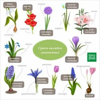 Клумба расписание