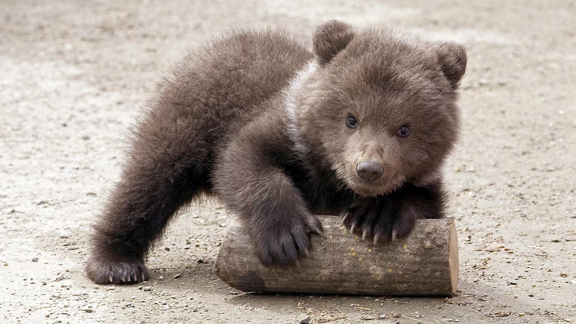 смешной мишка. медвежонок маленький милый. маленький медвежонок. забавные медвежата. маленькие медвежата очень забавны.