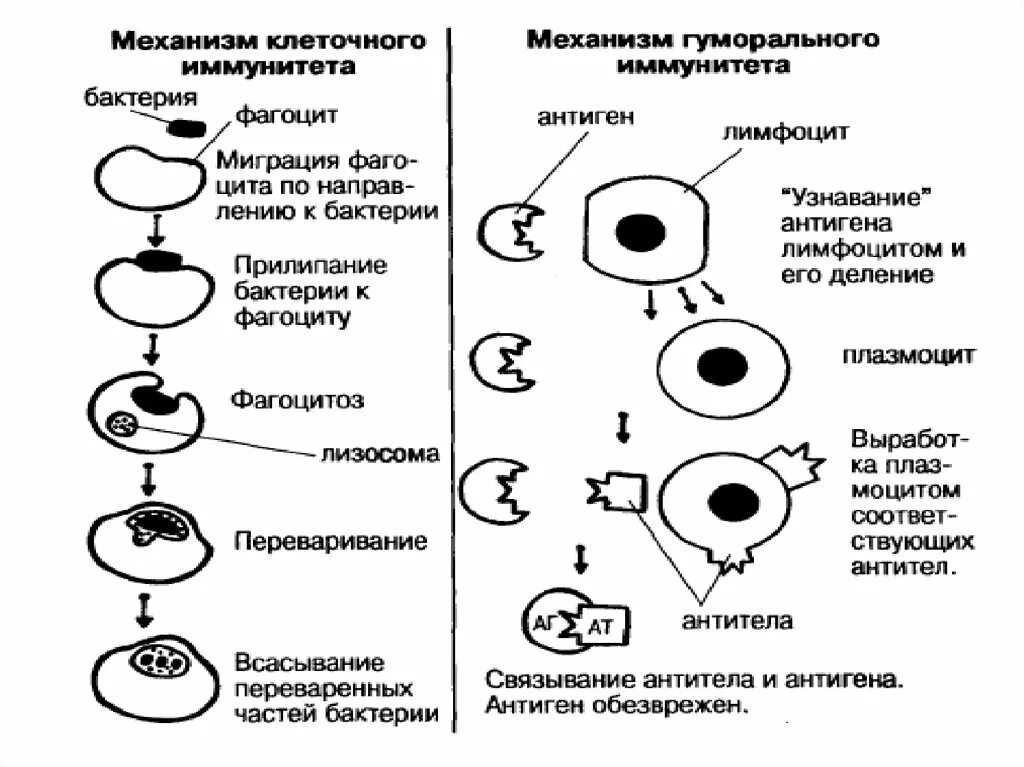 Патология иммунитета. Иммунитет и его место в патологии..