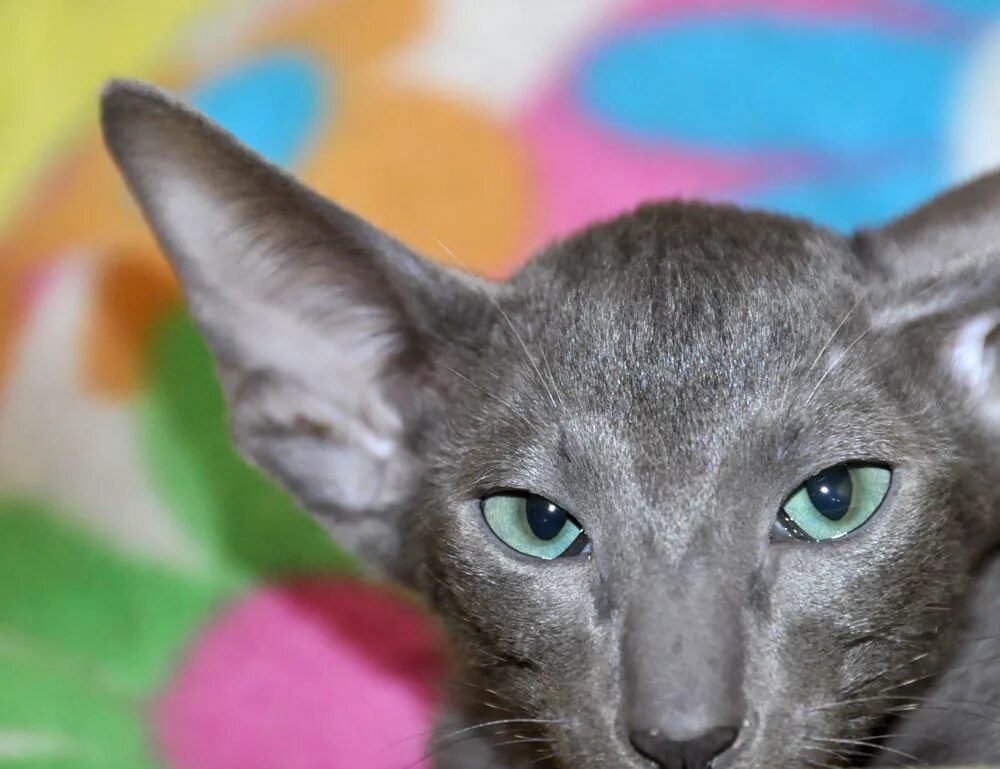 Серый ориентальный кот. Ориентальная кошка серая. Ориенталы котята 3 месяца. Ориентальная кошка III.. Котенок ориентал москва