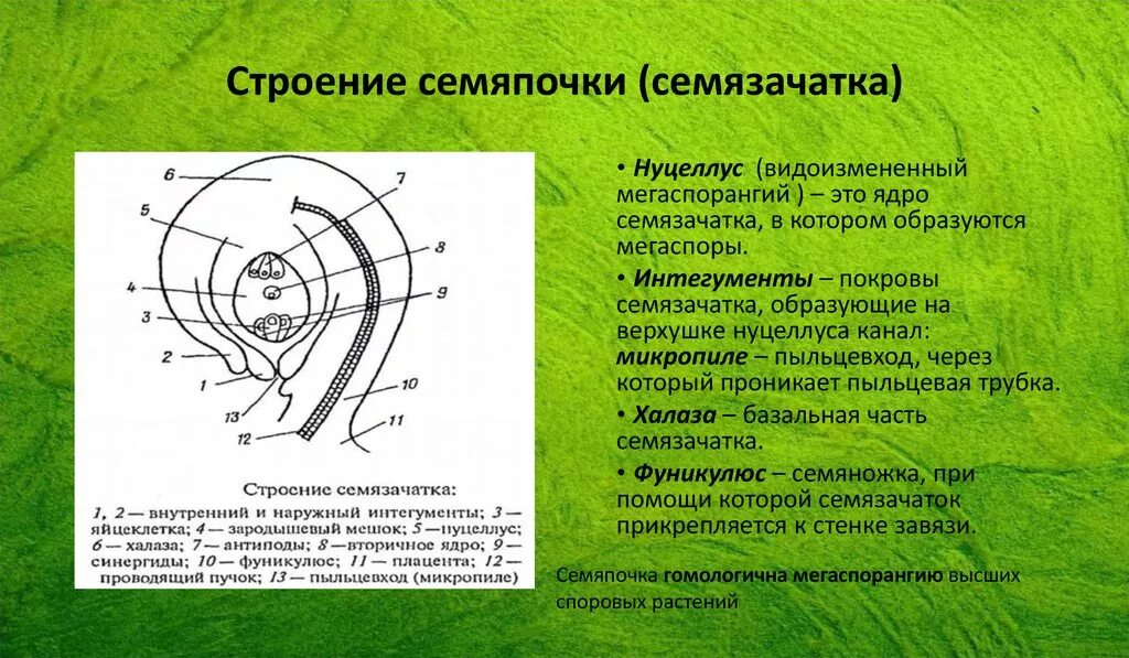 Каковы функции семязачатка