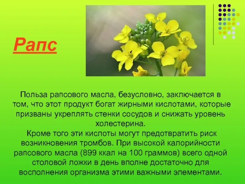 Масленичные культурные растения. Масленичные культуры для 2 класса. Масленичное растение доклад. Масличные культуры масличные растения. Масленичные культуры.