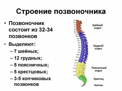 Как выучить позвонки по анатомии