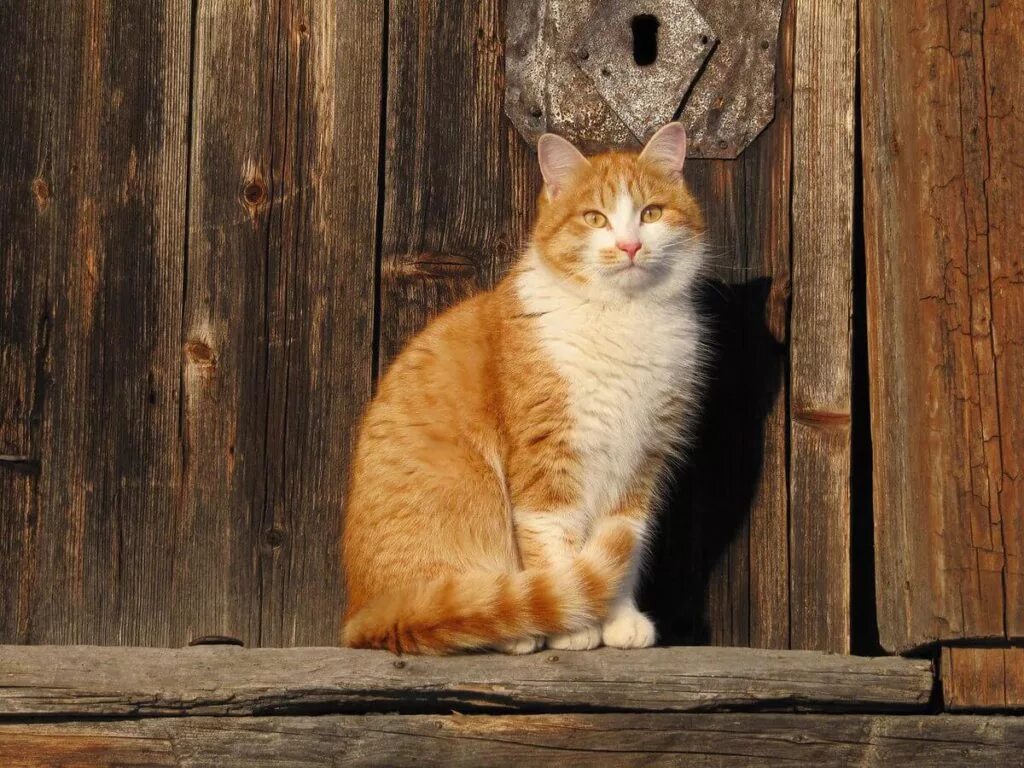 Рыжий кот пришел в дом примета. Деревенская кошка. кошка на крыльце. рыжий деревенский кот. кошка в деревенском доме.