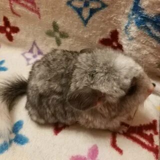 Шиншилла мальчик