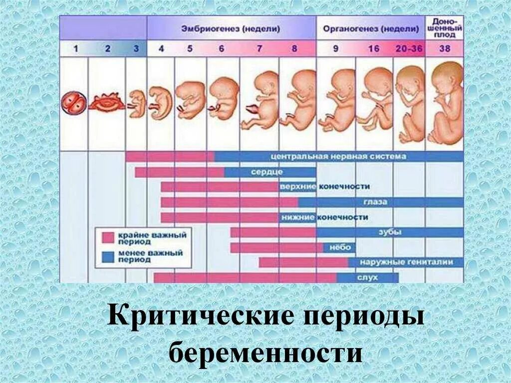 Первый день зачатия ощущения. Как выглядит эмбрион в 2-3 недели от зачатия. эмбрион 3 недели от зачатия как выглядит. плод 2 недели беременности от зачатия. 2-3 недели беременности как выглядит плод.