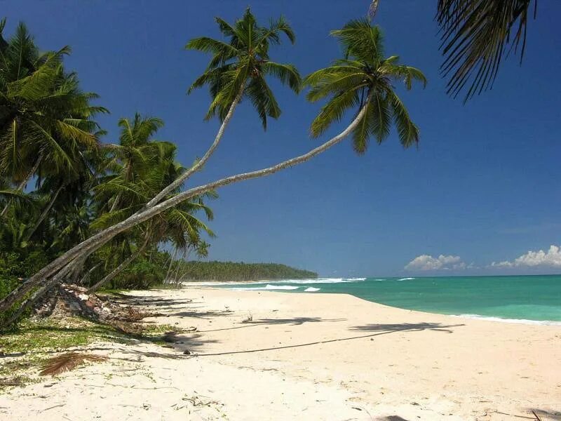 мирисса шри ланка. хабарадува. хабарадува. хабарадува шри ланка. хабарадува шри ланка.