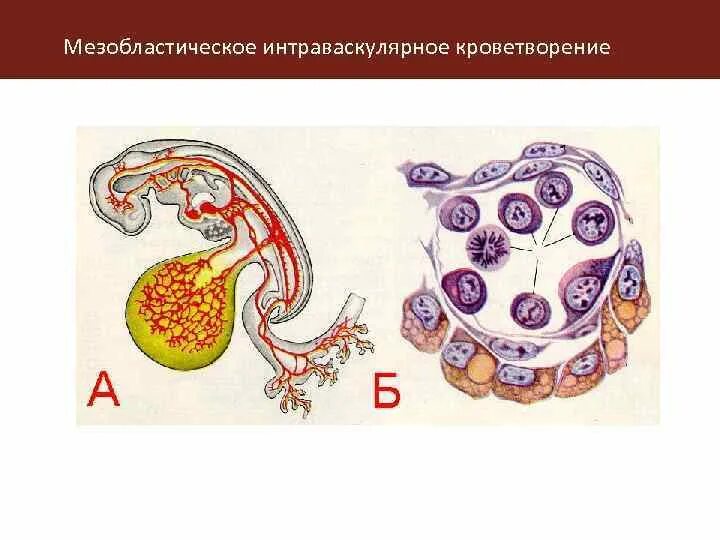Эмбриональный гемопоэз. Мезобластический этап кроветворения. Мезобластическая стадия кроветворения. Мезобластический период эмбрионального кроветворения. Этапы эмбрионального гемопоэза.