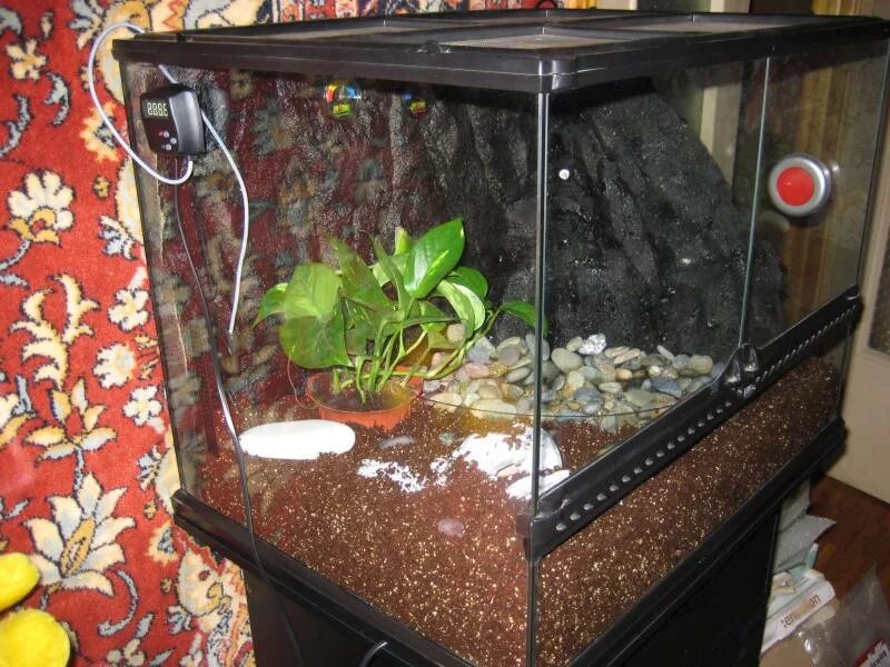 Террариум для лягушек. Террариум для лягушек. Террариум для гусениц. Домашняя лягушка в террариуме. Чакская рогатка террариум.