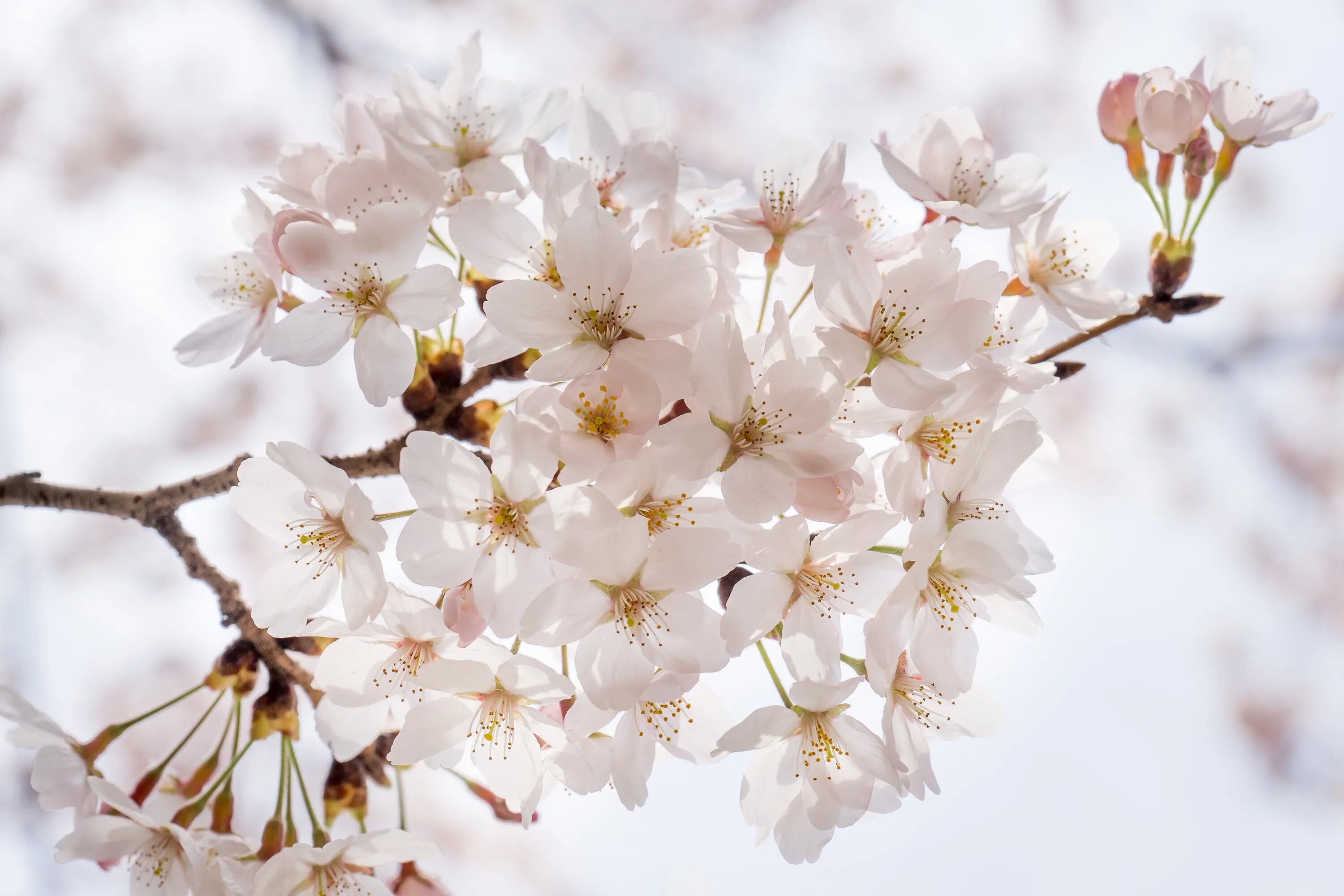 White blossoms. Белая Сакура дерево. Сакура цветет белыми цветами. Цветущие вишни. Цветущая Сакура белая.