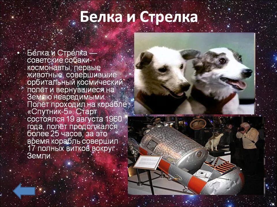 Клички собак в космосе. Герои космоса белка и ст. Собаки-космонавты белка и стрелка-1. Первый полет в космос белки и стрелки. Полёт белки и стрелки в космос Дата.