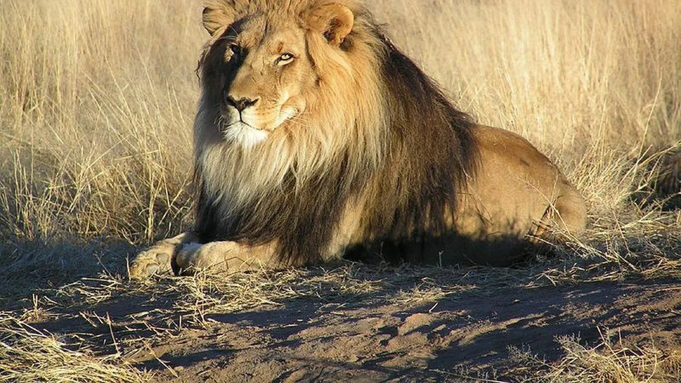 Всеядные животные Африки. Spotted Lion. Hayvonlar venn diogrammasi. Common animal