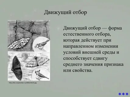Движущая форма естественного отбора приводит