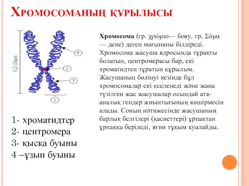 Хромосомы краба. Хромосома. Линейные хромосомы. Строение хромосомы. Хромосома это в биологии.