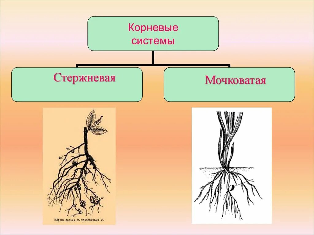 Растений являются видоизмененными корнями. Схема стержневой и мочковатой корневых систем.