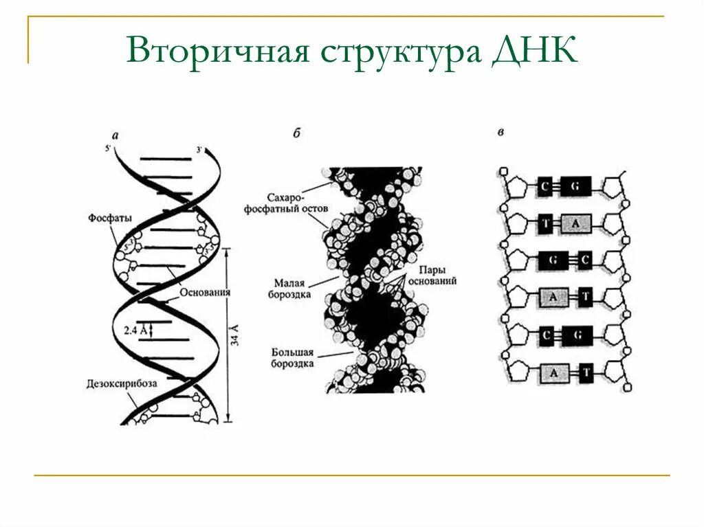 Схема строения молекулы ДНК. Схема структуры ДНК. Схематическое строение ДНК. Структура молекулы ДНК.