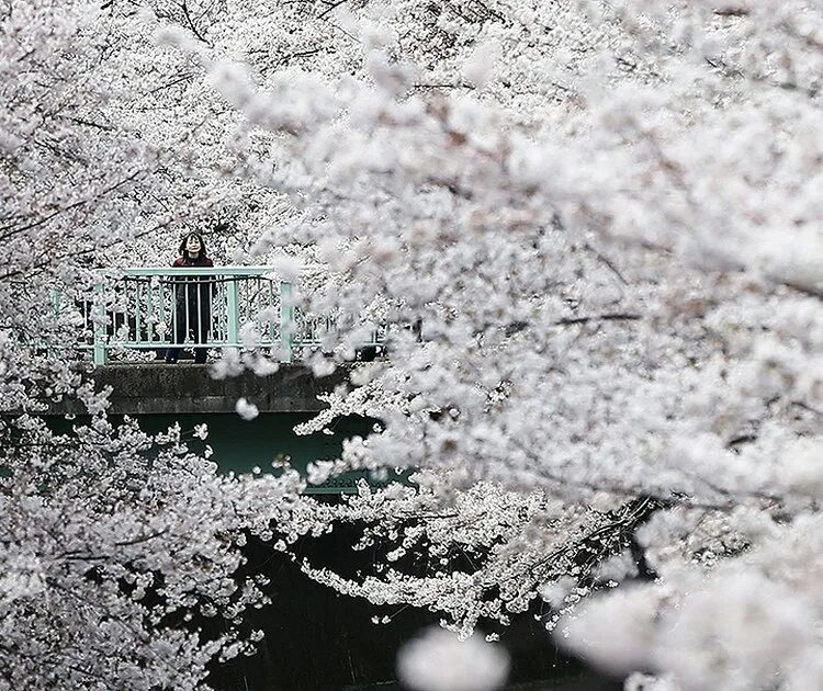 Туда где цветет. Апрель в Японии. Сакура Благовещенск. Белый цвет в Японии. Цветение Сакуры когда в Благовещенске.