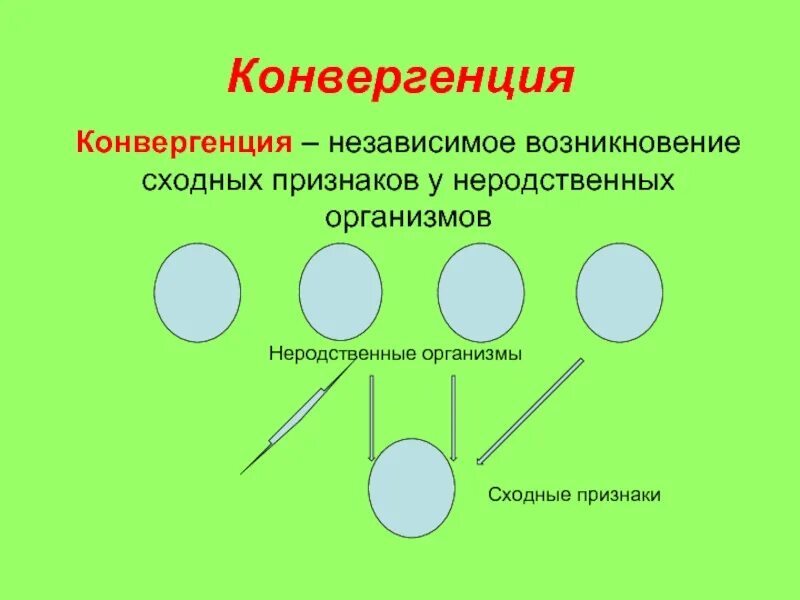 Конвергенция. Конвергенция это в биологии кратко. Конвергентность пример. Конвергентность в биологии.