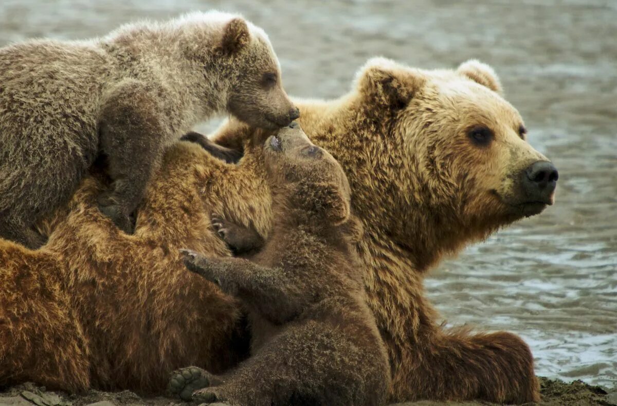 Две медведицы вышли. Включи 4 медведь. Медведица воспитывает медвежонка. Включи 4 медведь. Включи 4 медведь.