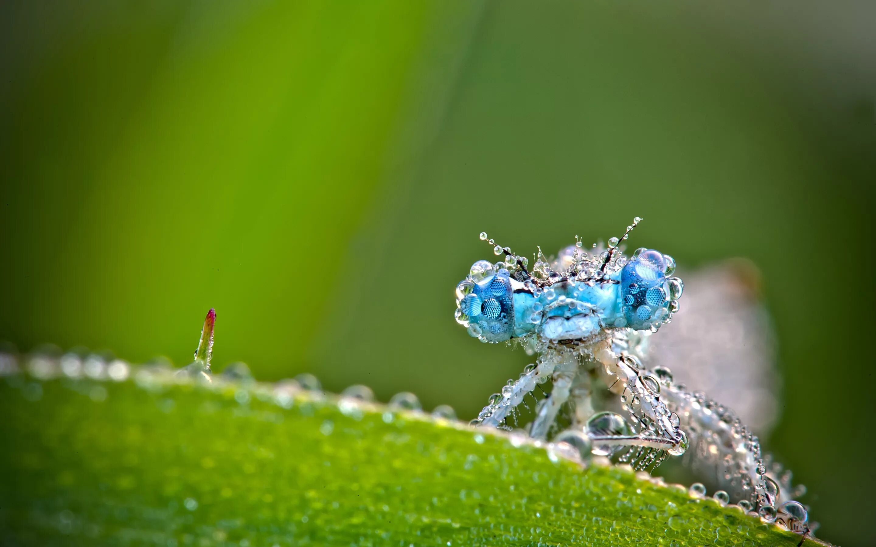 Macro