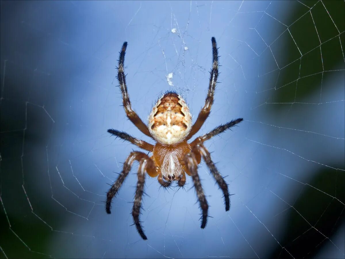 Паучок мультик. Загадка про паука. Про пауков для детей 3. Веселый паучок. Про пауков для детей 3.