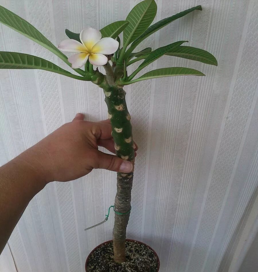 Exotic Flowers