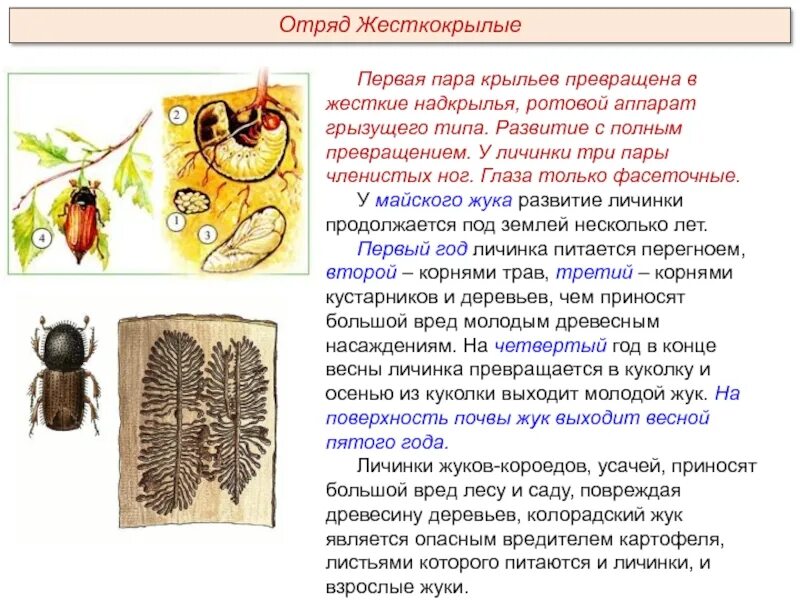 Личинка жука короеда тип ротового аппарата