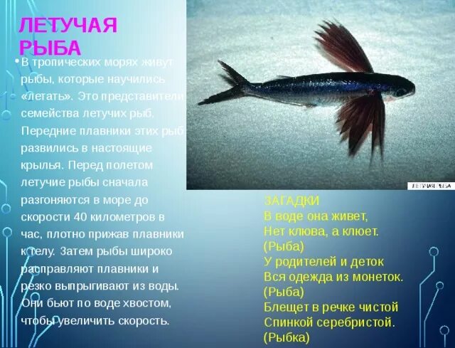Ответы Mail.ru: Пояему рыбы плавают а не летают