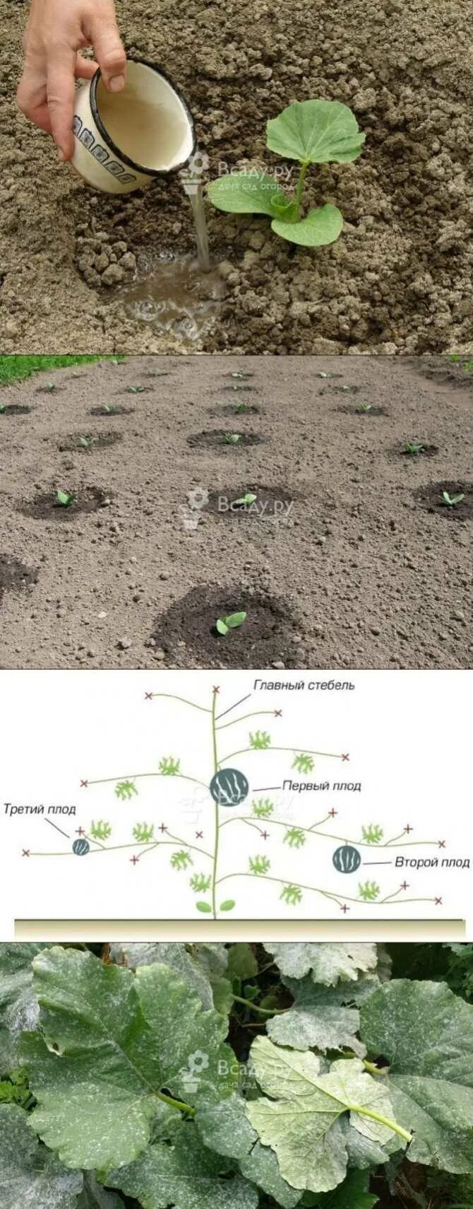 Тыква в открытом грунте. Посадка тыквы. Тыква посадка в грунт. Высадка тыквы в открытый грунт. Посадка тыквы семенами открытый