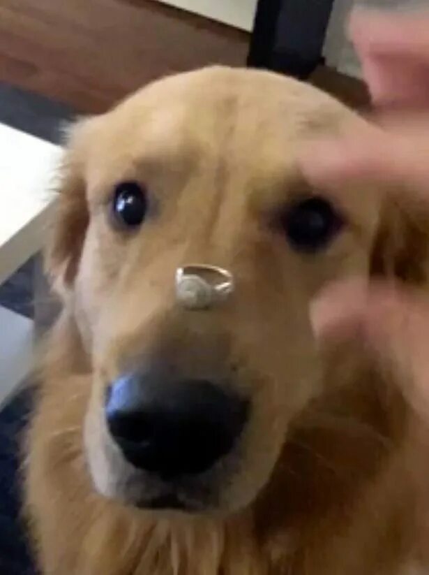 Собака подавилась едой мем Pets Looking at Food Dog treats homemade easy, Dog cat pictures, Funny cats and