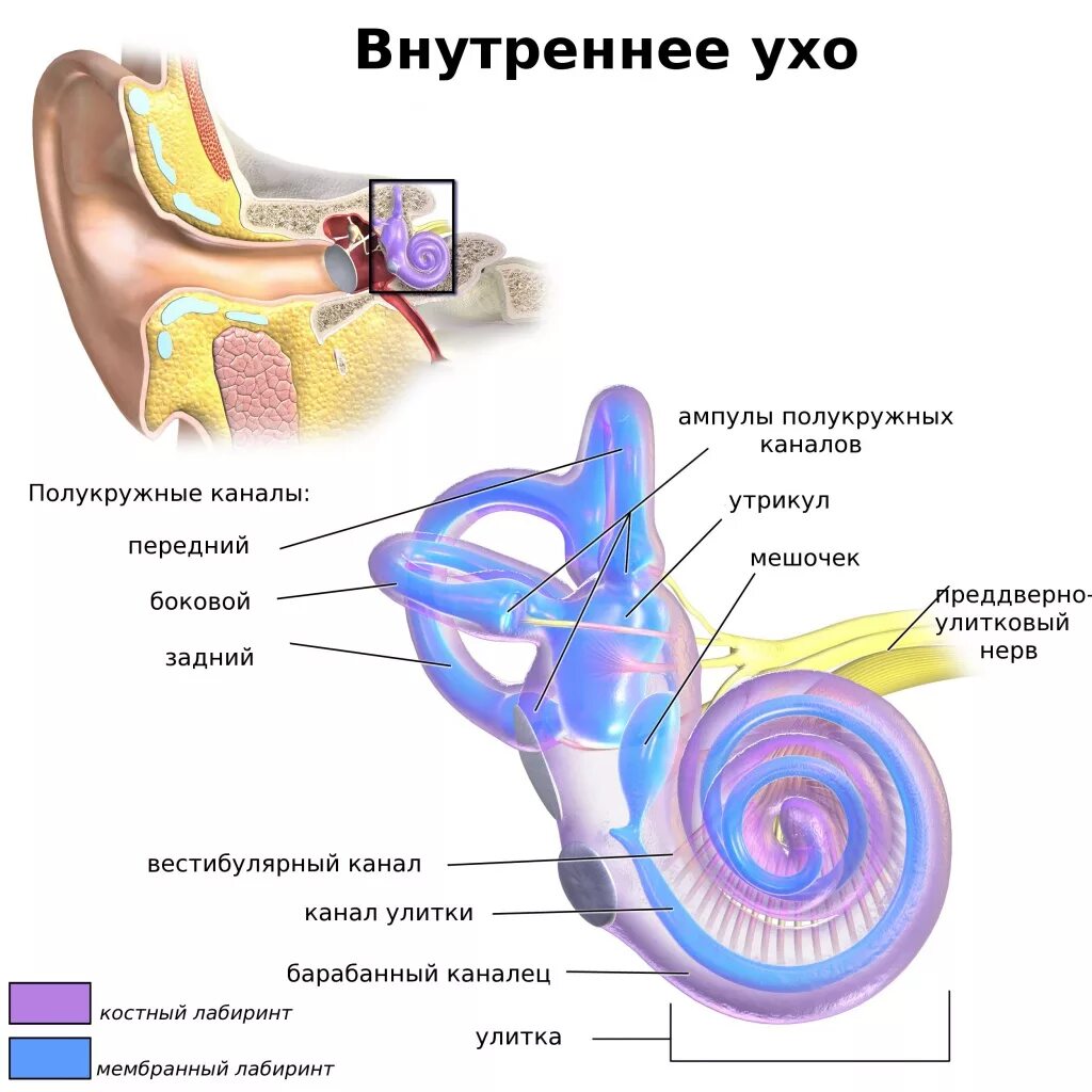 Внутреннее ухо костный и перепончатый лабиринты. Костный и перепончатый Лабиринт внутреннего уха. Перепончатый Лабиринт улитки внутреннего уха. Внутреннее ухо перепончатый Лабиринт. Как устроено внутреннее ухо