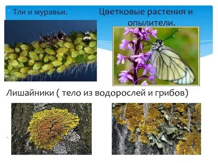 Какие отношения между боярышницей и домашней пчелой