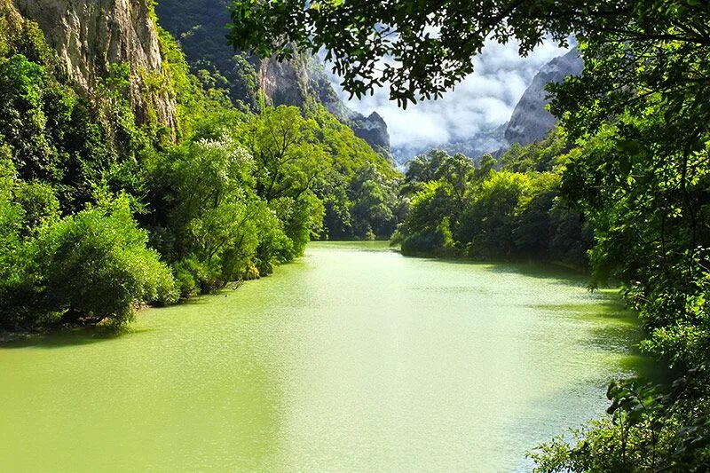 Jungle river