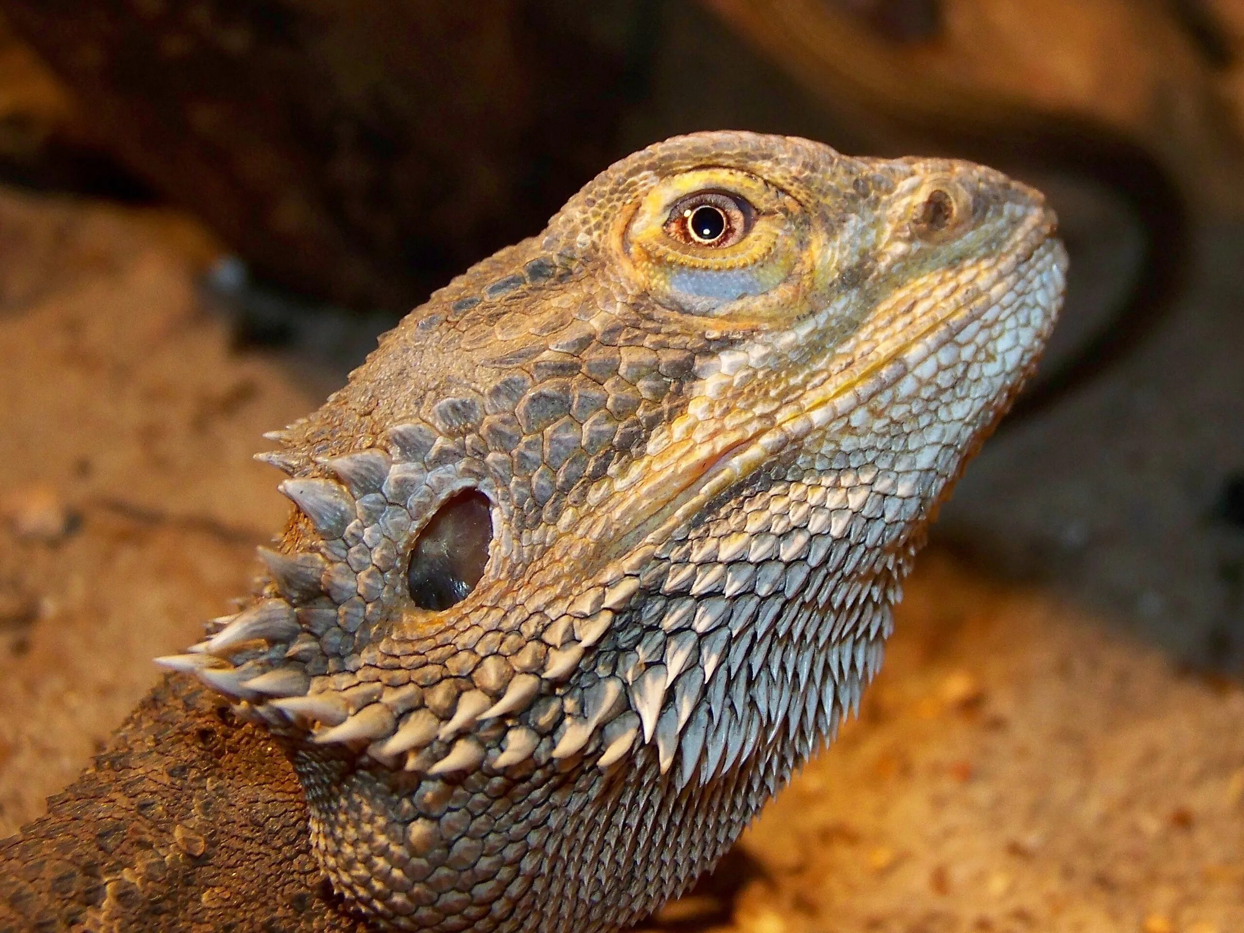 Ящерица бородатая агама. Бородатая агама. Pogona vitticeps бородатая агама. Ящер бородатая агама. Ящерица дракон агама.