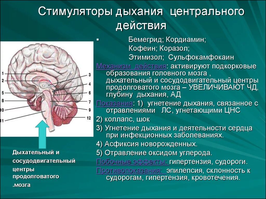 Центры управления сердечно сосудистой дыхательной и пищеварительной. Сосудодвигательный и дыхательный центры продолговатого мозга. Отделы дыхательного центра в продолговатом мозге. Стимуляция дыхательного центра. Подкорковые центры продолговатого мозга.