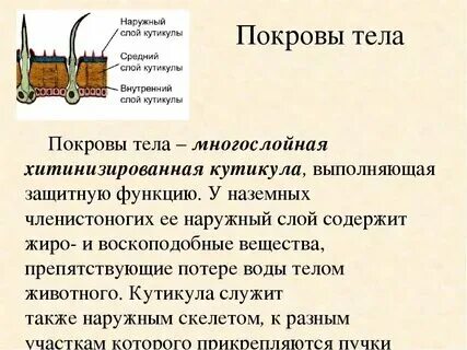 Интересные факты о покровах тела животных