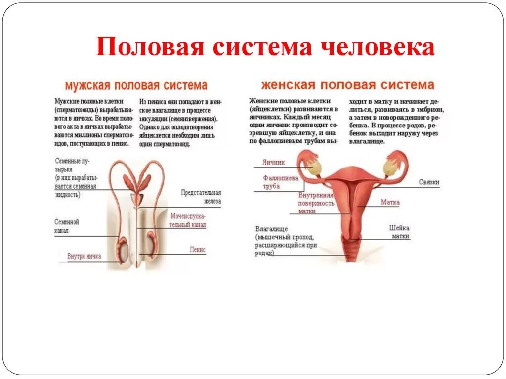 Строение репродуктивной системы человека 8 класс. Половая система человека функции. Половая система органов человека функции , строение. Половая система анатомия кратко. Функции мужской и женской половой системы