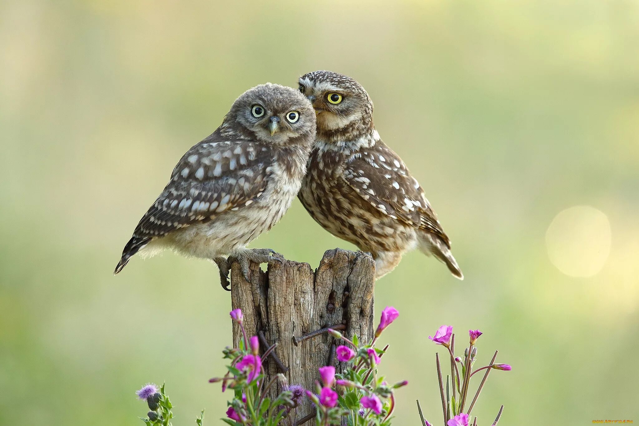 They like birds. Совы. Совенок. Две Совы. Милые Совы.