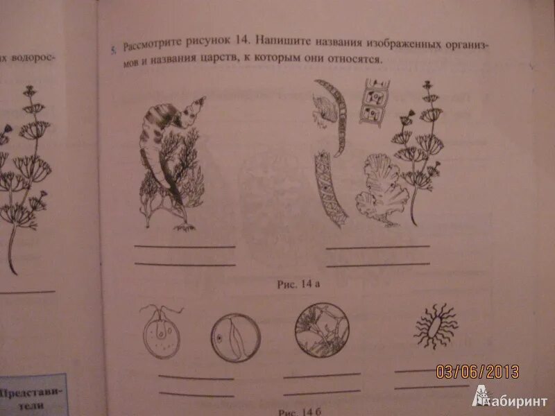 Биология 5 класс учебник пасечник тест. Задания по биологии 5 класс разноуровневые. Рисунки из учебника Пасечника. ФГОС-3 биология 5 класс Пасечник. Биология. 5 Класс. Тесты к учебнику в. в. Пасечника и другие. ФГОС.