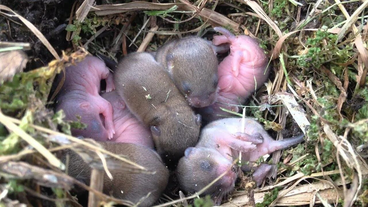 гнездо крыс