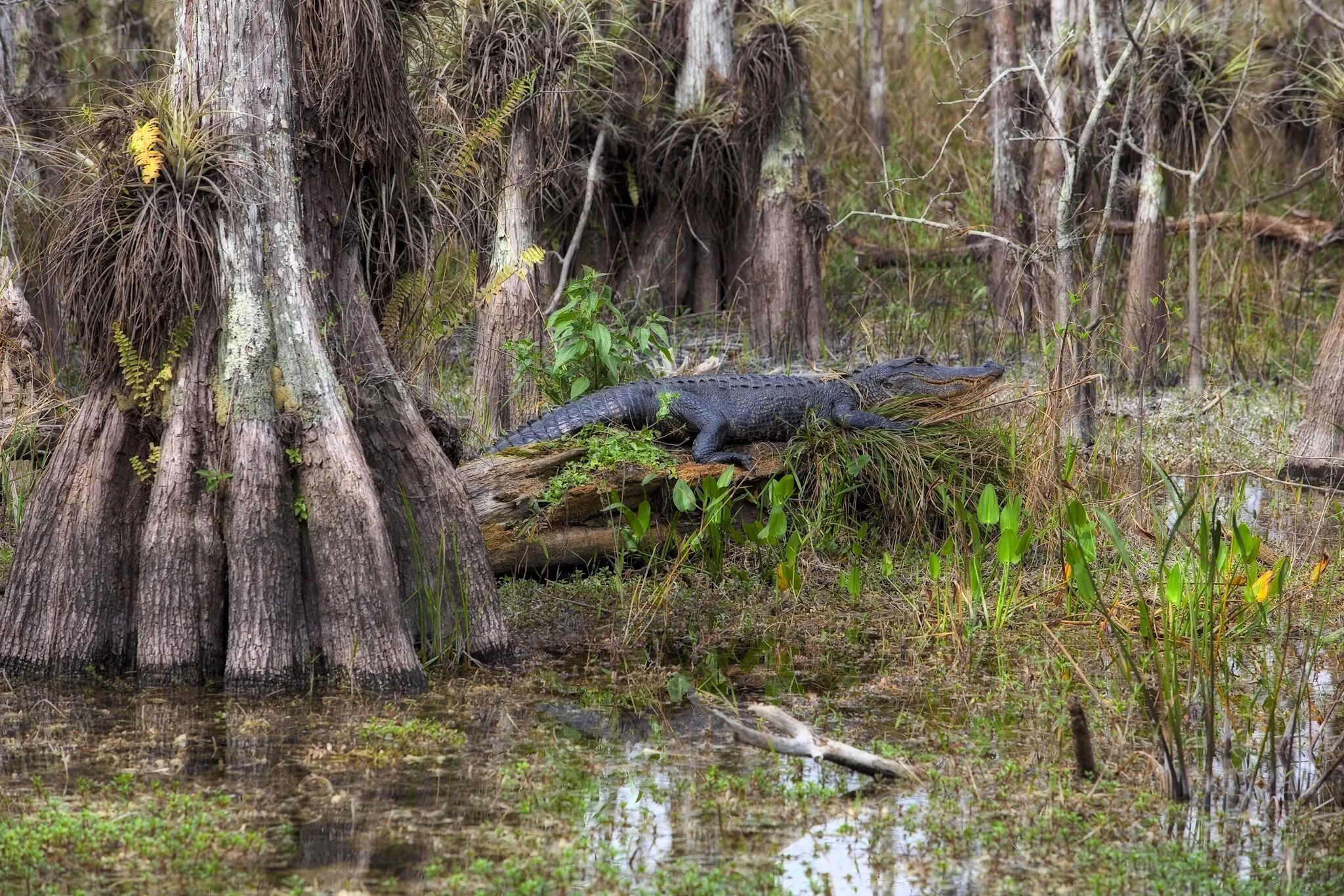 болота фэнтези. мистическое болото. луизиана болото манчак. болота манчак болота призраков. дремучий лес арт днд.