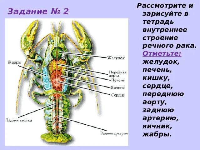 Каким органом дышит речной рак. Пёстрый Скорпион внутренне строение. Где находятся жабры. Передняя аорта у ракообразных какая система. У каких животных жабры расположены на отростках ног.