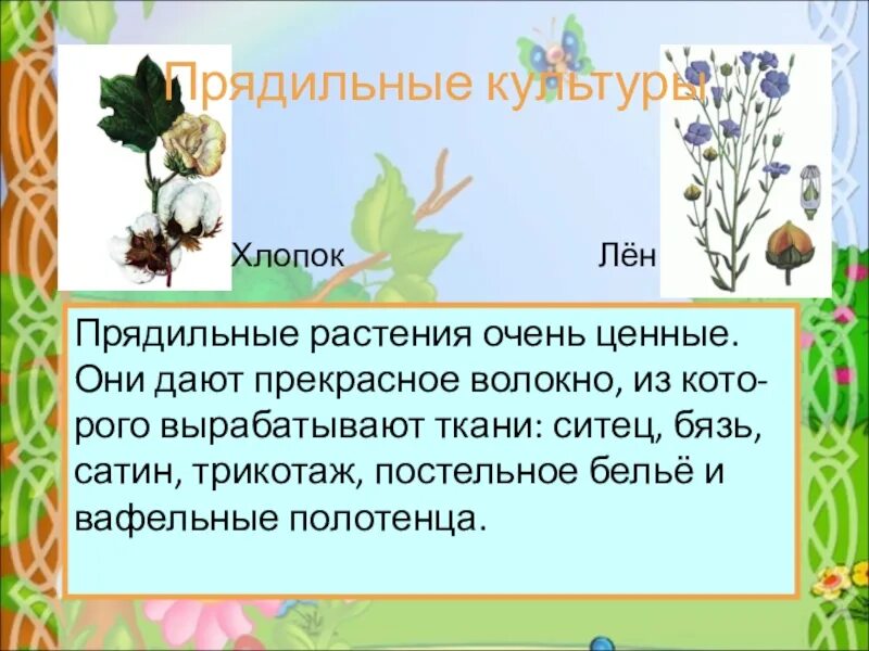 Какая культура относится к прядильным. Прядильные растения 2 класс хлопчатник. Прядильные культуры 2 класс. Прядильные растения 2 класс окружающий мир. Прядильные культуры хлопок и лен.