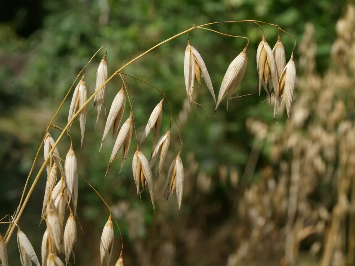 Овес большой. Овсюг обыкновенный. Овес посевной (Avena Sativa). Овсюг полевой. Овсюг сорняк.